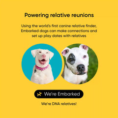 Breed + Health Dog DNA Test